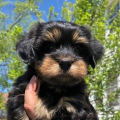 Havana Silk Dog and Poodle Puppies from Havana Silk Romance