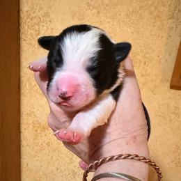August - Black and white male Border Collie puppy in Lebanon, Oregon from Cahill’s Canines