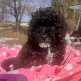 Gabriel - male Aussiedoodle puppy in Utica, Ohio from Poodle Me Crazy