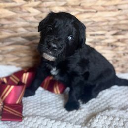 George Weasley - Black male Bordoodle puppy in Valley Center, California from Circle R Valley Farms