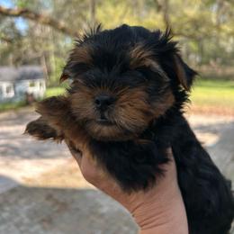 Raleigh's blue - Black and tan male Yorkshire Terrier puppy in Hardeeville, South Carolina from Pups of the Lowcountry