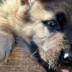 German Shepherd Puppies from StoneWall