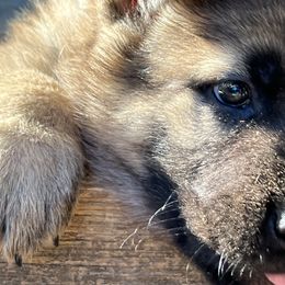 German Shepherd Puppies from StoneWall