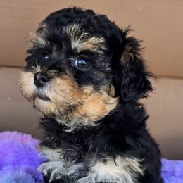 Remi - Black and tan female Yorkipoo puppy in Lebanon, Kentucky from Mosaic Merle Doodles