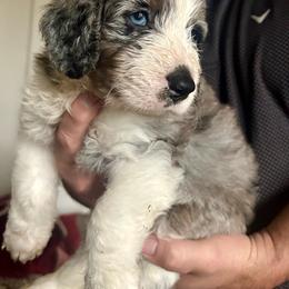 Blue Merle boy - male Australian Mountain Doodle puppy in Snook, Texas from Snook Acres Doodles