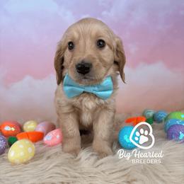 Cairo - Cream male Companion Cross puppy in Utah County, Utah from Big Hearted Breeders