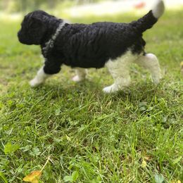 Labradoodle Puppies from Pisgah Creek Doodles
