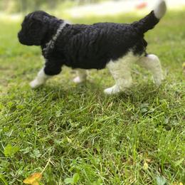 Labradoodle Puppies from Pisgah Creek Doodles