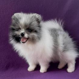 Zephyr - Blue merle male Pomeranian puppy in Saint Louis, Missouri from Beau Joli Pomeranians