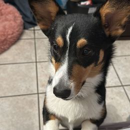 Sassy - Pembroke Welsh Corgi