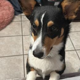 Sassy - Pembroke Welsh Corgi