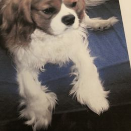 Cavalier King Charles Spaniel Puppies from Cavalier Kisses