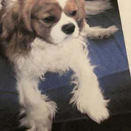 Cavalier King Charles Spaniel Puppies from Cavalier Kisses