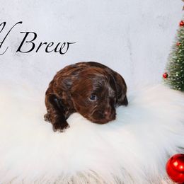 Cold Brew - Brown female Shihpoo puppy in Ohio from Moore Doodles