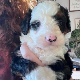 Roman - with training - Tri-color male Bernedoodle puppy in Boonville, North Carolina from Doods & Dolls