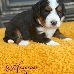 Mercedes - Tri-color female Bernedoodle puppy in Henry, Illinois from Rowe Farms Doodles