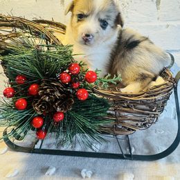 Apple Pie - Brindle merle and white female American Corgi puppy in Westminster, Maryland from Serendipity Corgi's