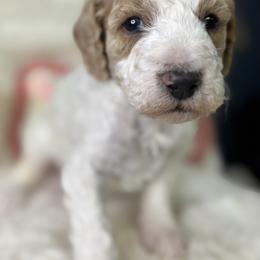 Leppy aka Leprechaun - Parti male Goldendoodle puppy in Cleveland, Georgia from The O.G. Doodles