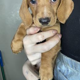 Dachshund Puppies from Monterey bay dachshund kennel
