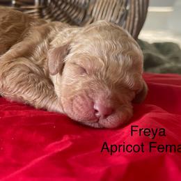 Freya - Apricot female Labradoodle puppy in Murray, Utah from Swann's Kennels