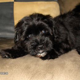 Havanese Puppies from Court Jester Havanese
