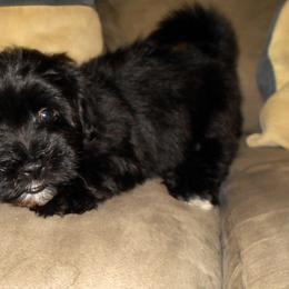 Havanese Puppies from Court Jester Havanese