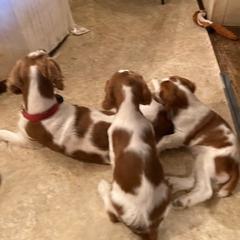 "Bowen and Briellen laying with their Mama" Welsh Springer Spaniel All Grown Up from Braith Welsh Springer Spaniels