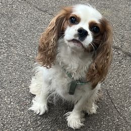 Rocky - Cavalier King Charles Spaniel
