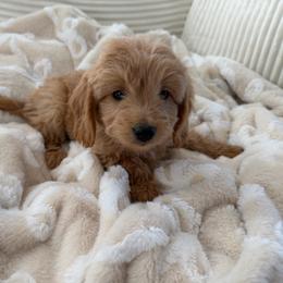 Cotton - Cream male Goldendoodle puppy in Payson, Utah from Country Sky Doodles
