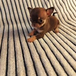 Akc Flynn - Chocolate and tan male Chihuahua puppy in Cedarville, Ohio from Evereve Kennels