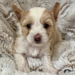 Dolly Parton - White and chocolate female Chinese Crested puppy in Temecula, California from SoCal Chinese Crested