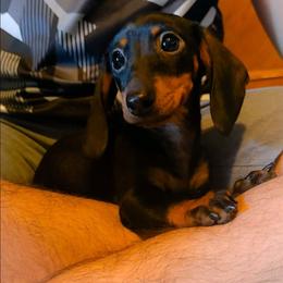 Sweets - Black and tan female Dachshund puppy in Phoenix, Arizona from AZ's Prestigious Minature Dachshunds