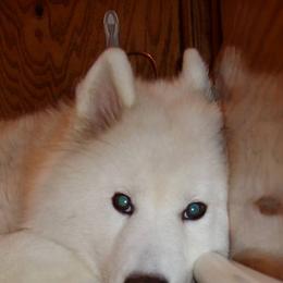 Samoyeds from Starstruck Samoyeds