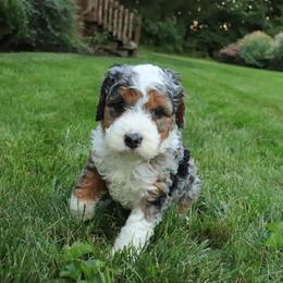 Roxy - Blue merle male Bernedoodle puppy in Narvon, Pennsylvania from Mahlon's Bernedoodles