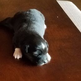 Miniature Australian Shepherd Puppies from Fisher Family Farms