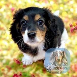 Zoe - Piebald female Dachshund puppy in Adamsville, Tennessee from Shiloh Ridge Dachshunds