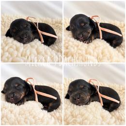 Alpine - Black and tan female Dachshund puppy in Orem, Utah from Miekca’s Dachshunds