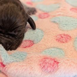German Shorthaired Pointer Puppies from Hanaway GSPs