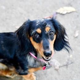 Scarlett - Dachshund