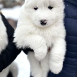 Samoyed Puppies from Sugar Sweet Samoyeds