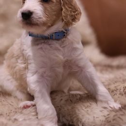 "Blue" Goldendoodle Puppies from Hogan Family-Raised F1b Gooldendoodles