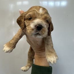 Hot pink girl - Buff and white female Cocker Spaniel puppy in Justin, Texas from Flud Farm Cocker Spaniels