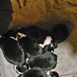 Australian Shepherd Puppies from Bar G Australian Shepherds