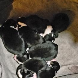 Australian Shepherd Puppies from Bar G Australian Shepherds
