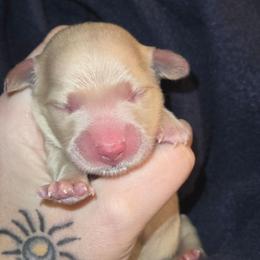 Eddie - Cream male Dachshund puppy in Barstow, California from Samy's Dachshund Den