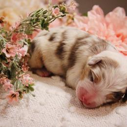Australian Shepherd Puppies from Cooper Ridge Aussies