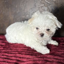 Maltese Puppies from Adorable Maltese Puppies