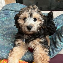 Yorkipoos from TheSocialk9