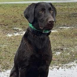 Daisy - Chocolate female Labrador Retriever puppy in Mount Olive, Mississippi from 3 King Kennels