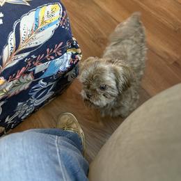 Bree - Shih Tzu